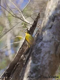 Grote schubbuikspecht [Picus vittatus]